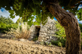 Balade et commentée dans le vignoble et dégustation de vins_Bourdic