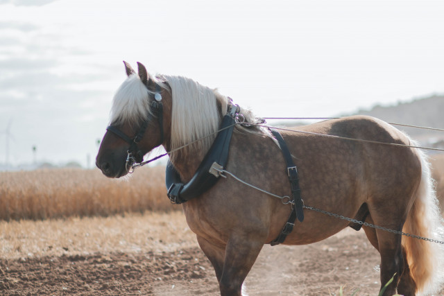 Journées Européennes des Métiers d'Art: A plunge into the heart of equine heritage know-how_Uzès