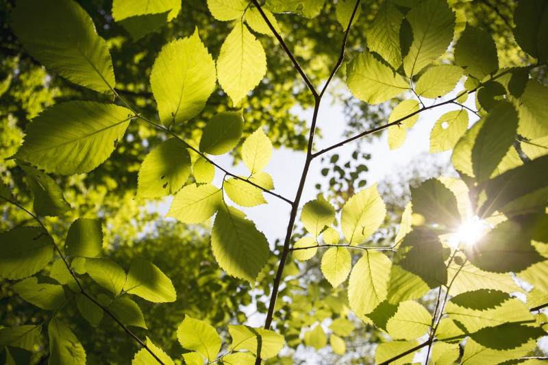 Sous feuillage arbre
