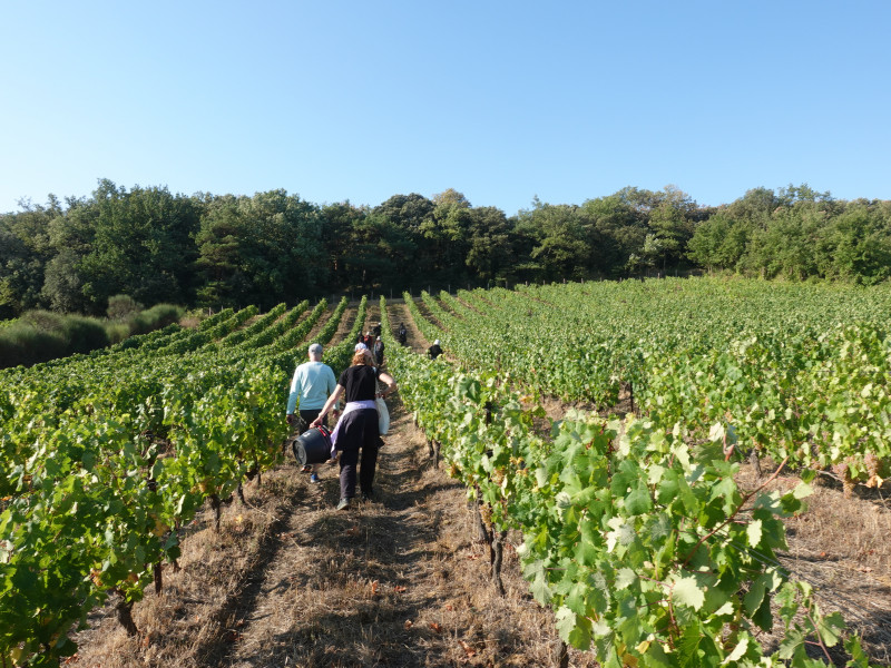 Vendanges au Monastère de Solan