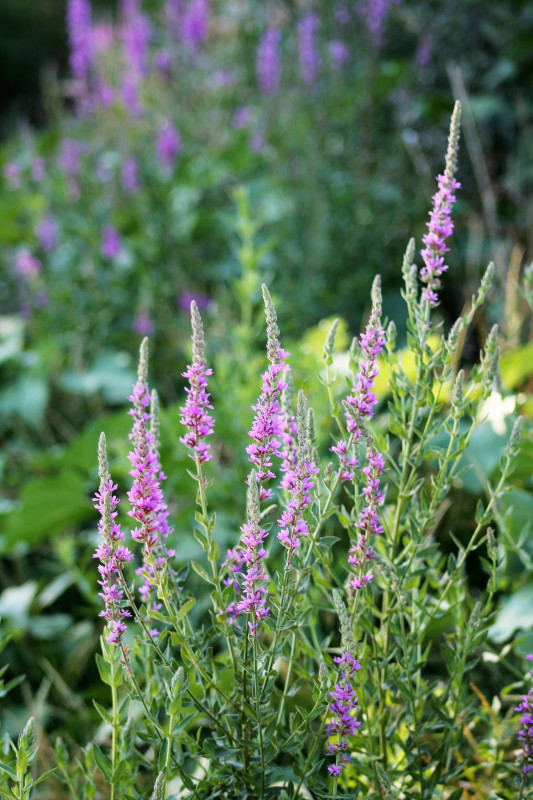 Flore autour de Collias