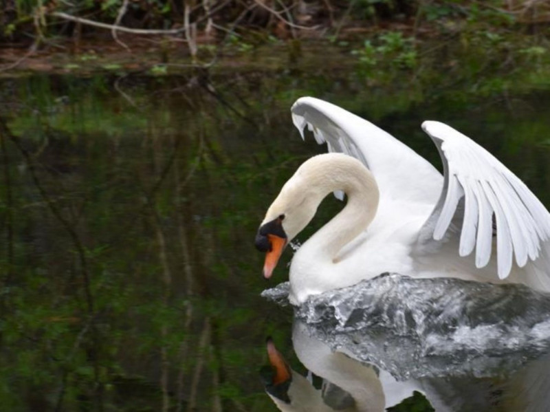 Cygnes de la vallée d'Eure Cygnes de la vallée d'Eure