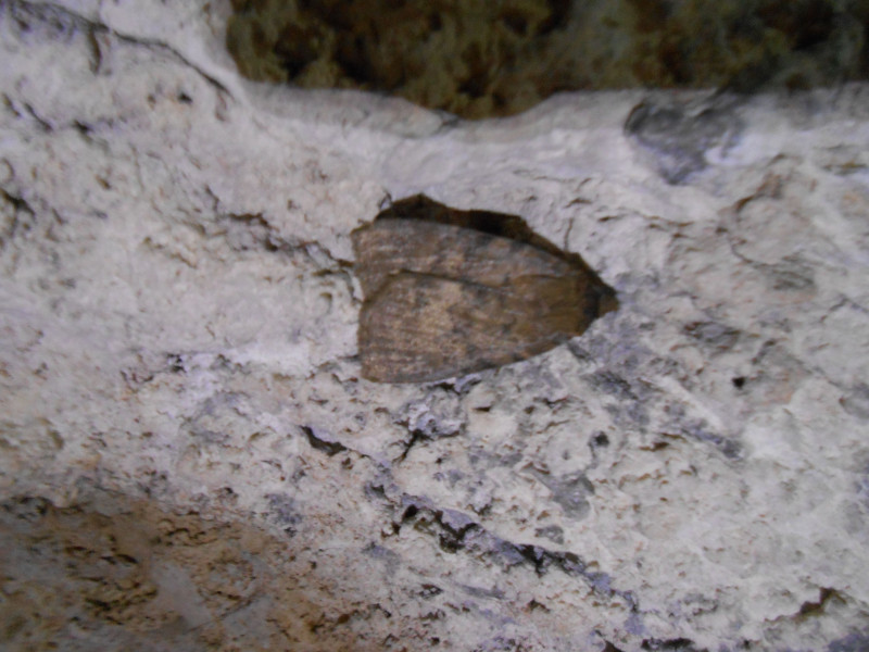 Lumière sur les cavernicoles